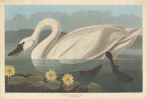 Gemeiner amerikanischer Schwan