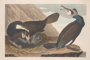 Kormoran von Robert Havell after John James Audubon