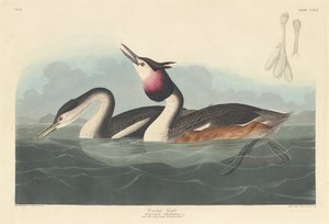 Haubentaucher von Robert Havell after John James Audubon