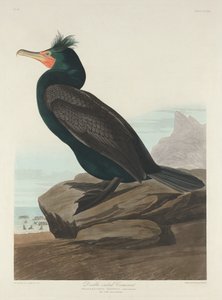 Doppelkammorant von Robert Havell after John James Audubon