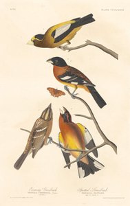 Abendkernbeißer und Fleckenkernbeißer von Robert Havell after John James Audubon
