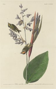 Goldhähnchen