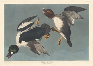 Schellente von Robert Havell after John James Audubon