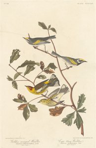 Goldflügel-Waldsänger und Cape-May-Waldsänger