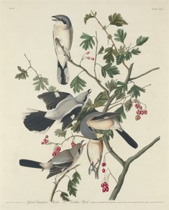 Großer amerikanischer Würger oder Metzger-Vogel