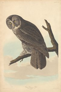 Große Graueule von Robert Havell after John James Audubon