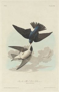 Grün-blaue oder Weißbauchschwalbe