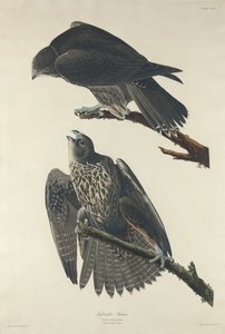 Labradorfalke von Robert Havell after John James Audubon