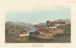 Lapplandammer