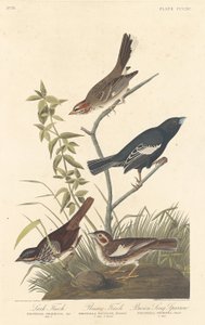 Lerchenfink, Präriefink und Brauner Singammer von Robert Havell after John James Audubon