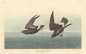 Kleinster Sturmvogel