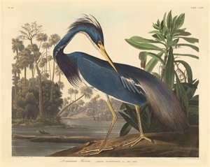 Louisiana-Reiher von Robert Havell after John James Audubon