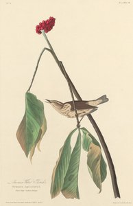 Louisiana-Wasseramsel von Robert Havell after John James Audubon