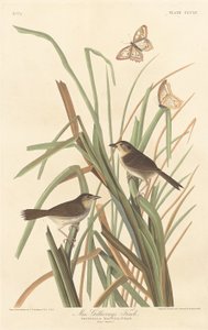 MacGillivrays Fink von Robert Havell after John James Audubon