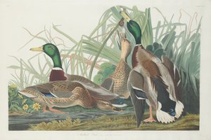 Stockente