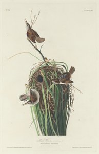 Sumpfzaunkönig von Robert Havell after John James Audubon