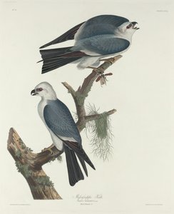 Mississippi-Weihe von Robert Havell after John James Audubon