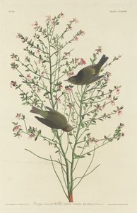 Orangegekrönter Waldsänger von Robert Havell after John James Audubon