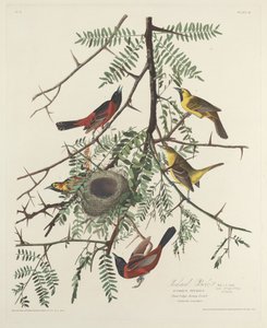 Gartenwaldsänger von Robert Havell after John James Audubon