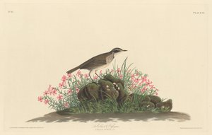 Prärie-Titlark