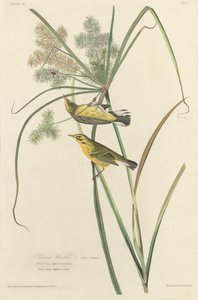 Präriewaldsänger von Robert Havell after John James Audubon