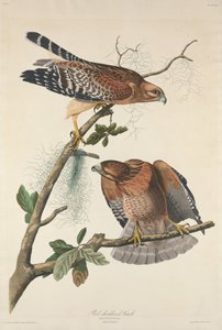 Rotschulterbussard