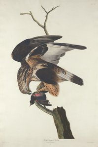 Raufußbussard von Robert Havell after John James Audubon