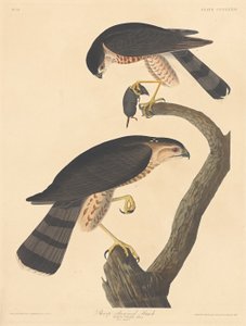 Schnepfenbussard von Robert Havell after John James Audubon
