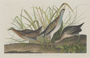 Sora oder Schiene von Robert Havell after John James Audubon