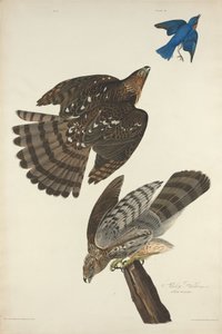Stanley Hawk von Robert Havell after John James Audubon