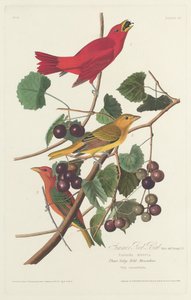 Sommer-Rotvogel