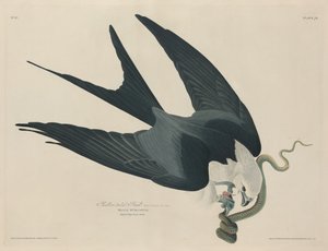 Schwalbenschwanzweih