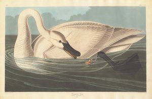Trompeterschwan