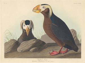 Schopfalk von Robert Havell after John James Audubon