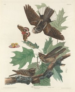 Whip-poor-will von Robert Havell after John James Audubon