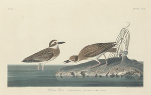 Wilsonregenpfeifer von Robert Havell after John James Audubon