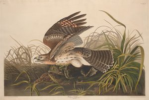 Winterfalke von Robert Havell after John James Audubon