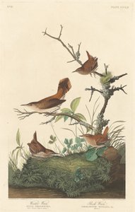Zaunkönig und Felsenzaunkönig von Robert Havell after John James Audubon