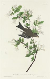 Wald-Phoebe von Robert Havell after John James Audubon