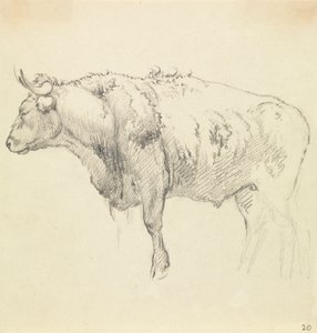 Ein Stier von Robert Hills