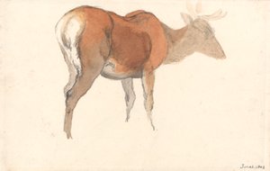 Ein Hirsch von Robert Hills