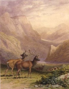 Hirsche in den Highlands