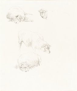 Studien von Schafen