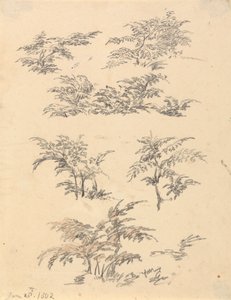 Studie von Farn von Robert Hills