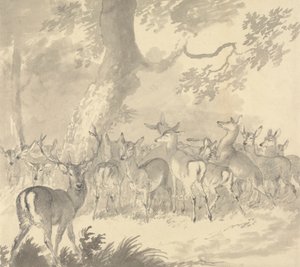 Studie eines Hirsches: Hirsch im Vordergrund mit einer Gruppe von Hirschkühen und Kälbern unter einem Baum