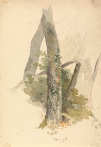 Baumstudie mit Efeu, der an einem Baumstumpf hochklettert von Robert Hills