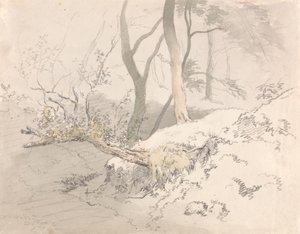 Waldschatten von Robert Hills