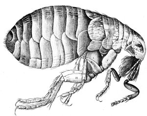 Floh, flügelloses blutsaugendes parasitäres Insekt, 1665