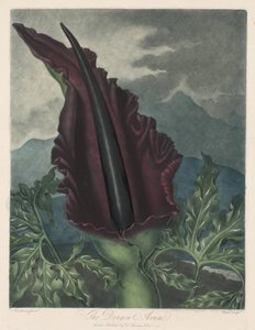 Der Drachenarum, Schwarze Calla oder Solomons Lilie, 1799-1807