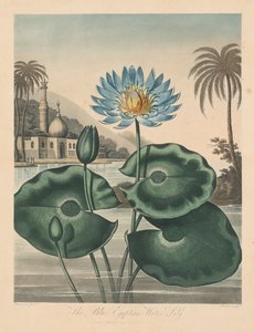 Der Tempel der Flora, oder Garten der Natur: Blaue ägyptische Seerose von Robert John Thornton